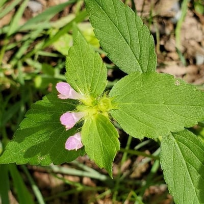 Galeopsis bifida — flower