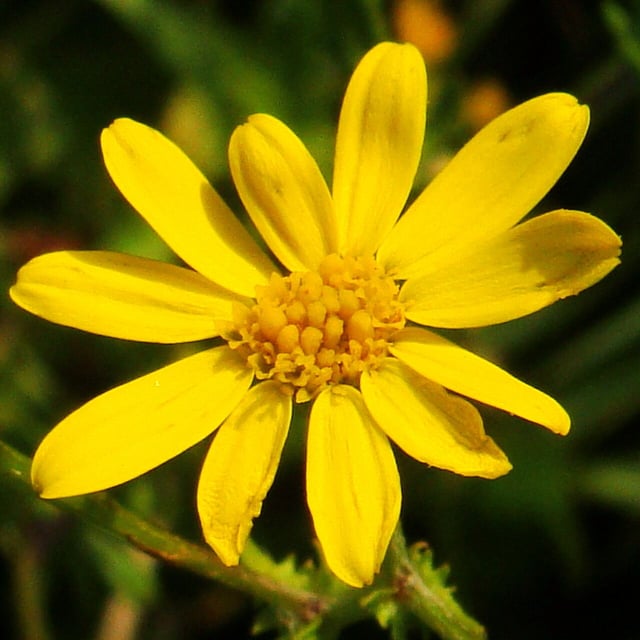 Senecio pinnatifolius — flower