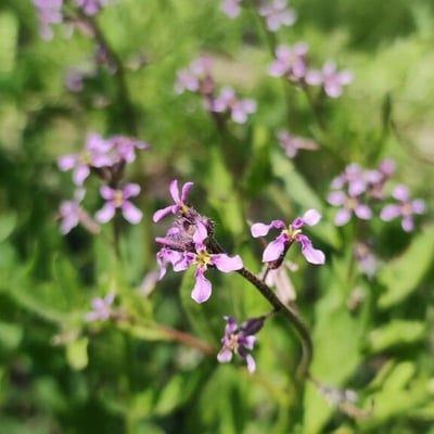 Chorispora tenella — flower
