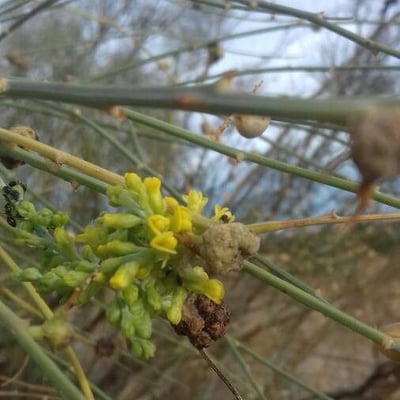 Retama sphaerocarpa — flower