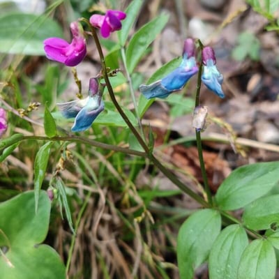 Lathyrus vernus — flower