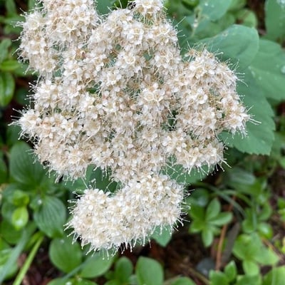 Spiraea betulifolia — flower