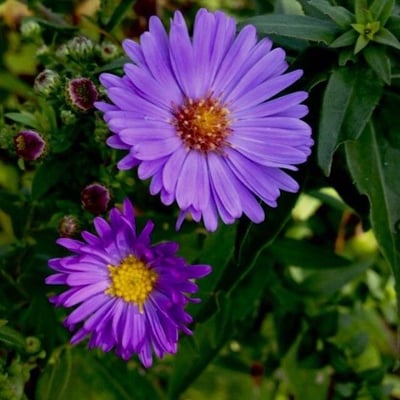 Symphyotrichum novi-belgii — flower