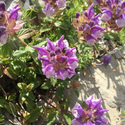 Scutellaria alpina — flower
