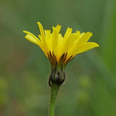 Leontodon hispidus — flower