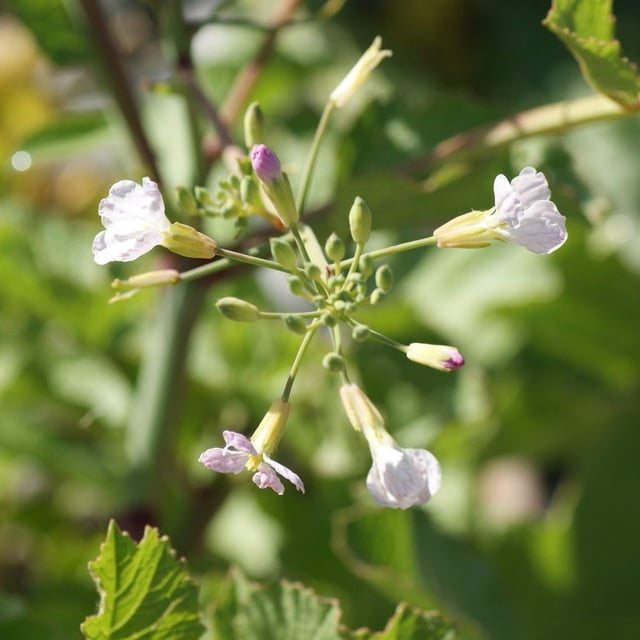 Brassica cretica — flower