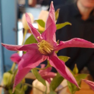 Clematis alpina — flower