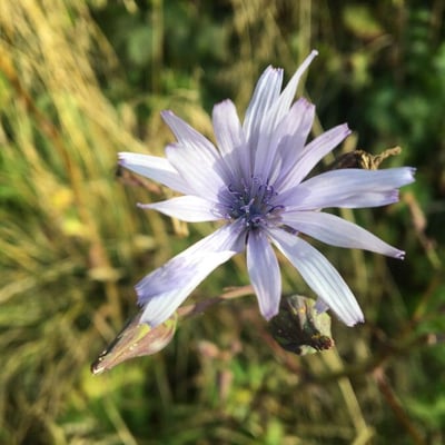 Lactuca plumieri — flower