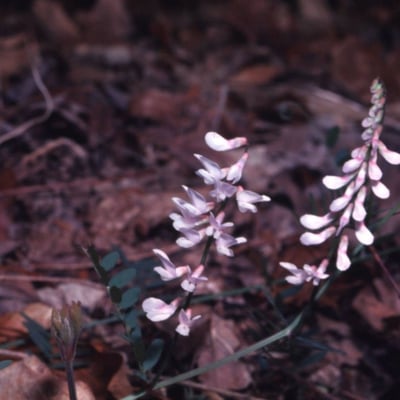 Vicia caroliniana — flower