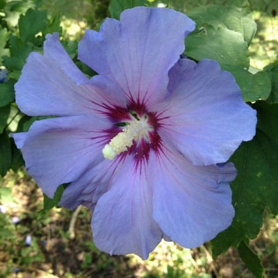Hibiscus syriacus — flower