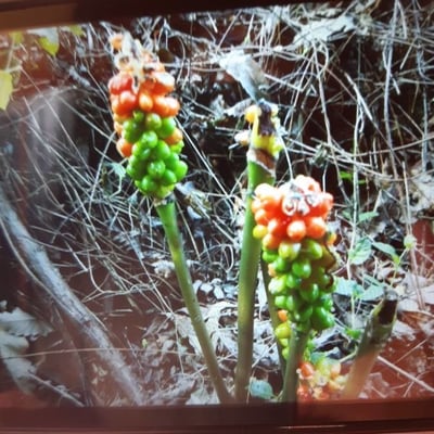 Arisaema dracontium — flower