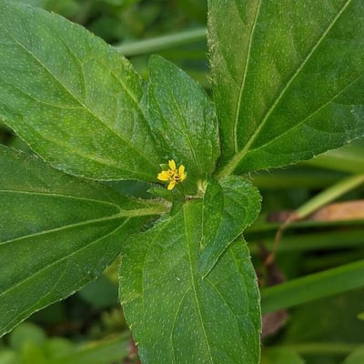 Synedrella nodiflora — flower