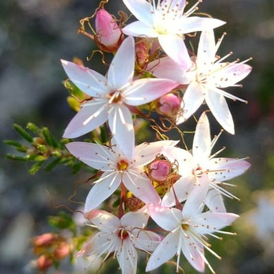 Calytrix tetragona — flower