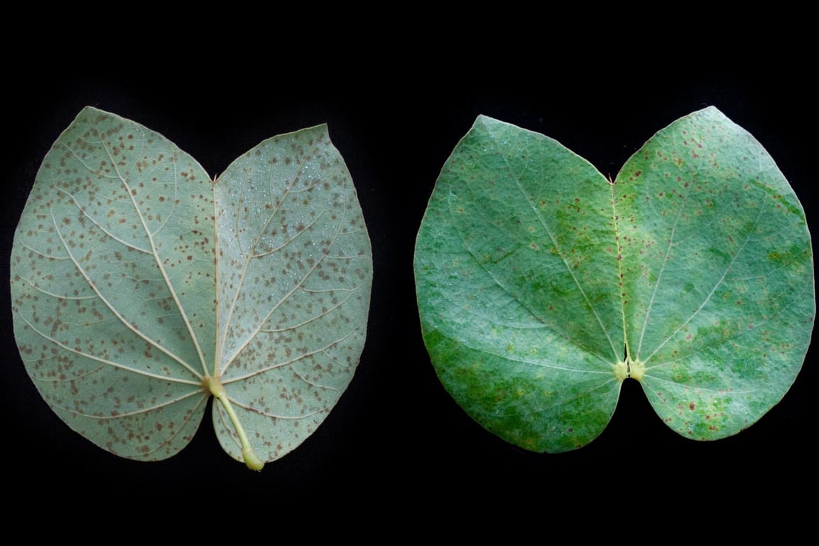 Piliostigma thonningii