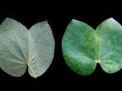 Piliostigma thonningii