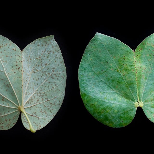 Piliostigma thonningii