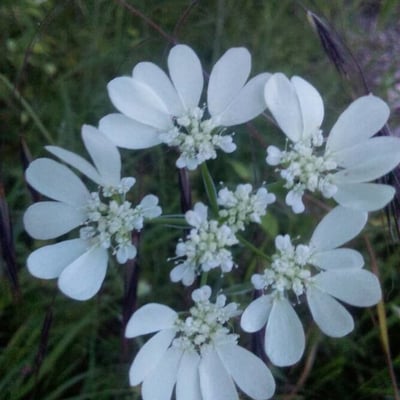 Orlaya grandiflora — flower