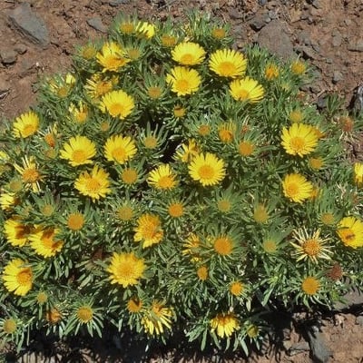 Asteriscus graveolens — flower