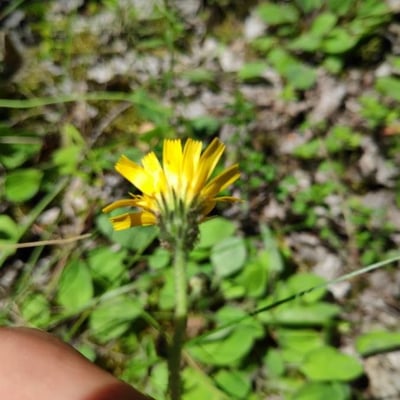 Hieracium venosum — flower