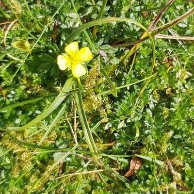 Potentilla anglica — flower