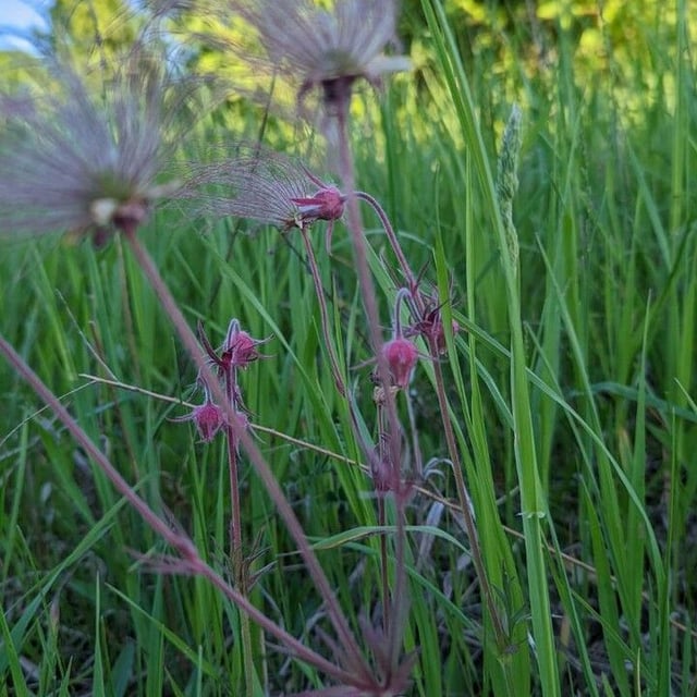 Geum triflorum — flower