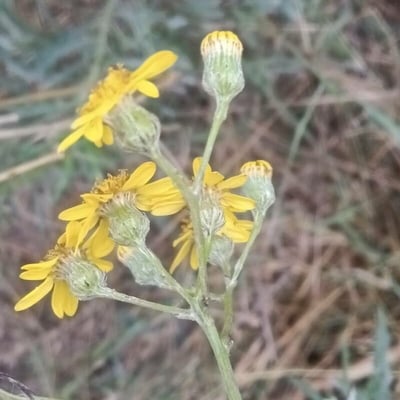 Senecio pterophorus — flower