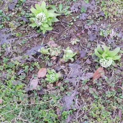 Petasites japonicus — flower