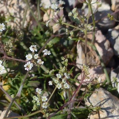 Ptychotis saxifraga — flower