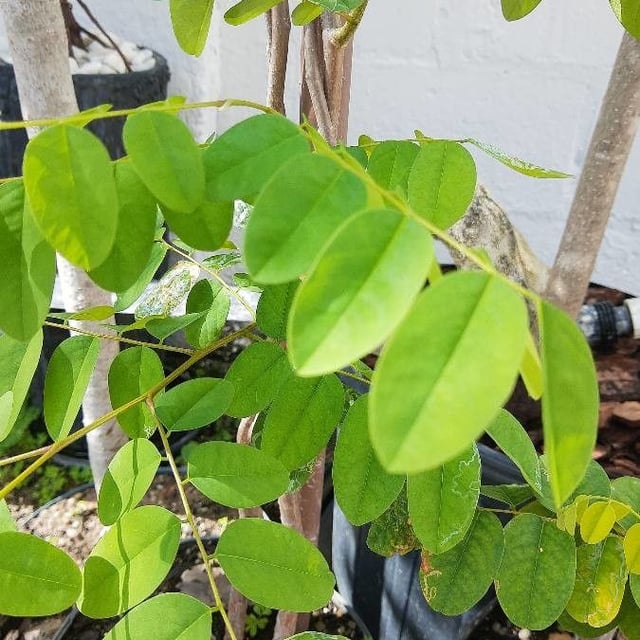 Cerejeira
