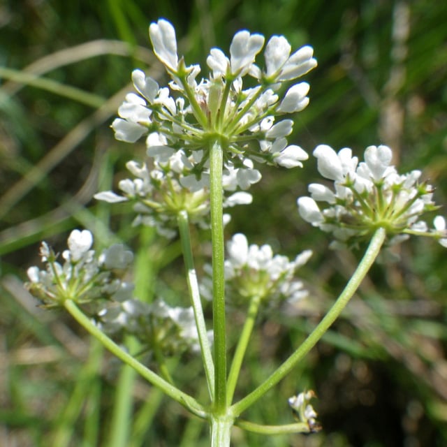 Oenanthe peucedanifolia — flower
