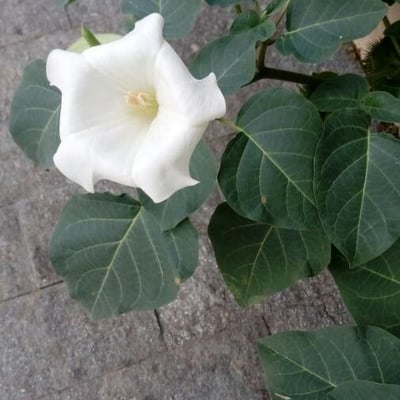 Datura innoxia — flower