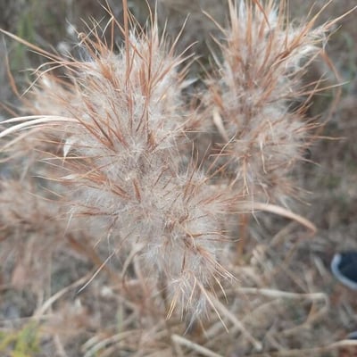 Andropogon virginicus — fruit
