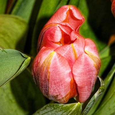 Tulipa gesneriana — flower