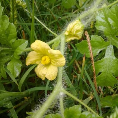 Citrullus lanatus — flower