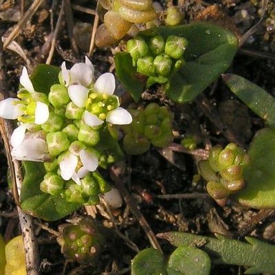 Cochlearia danica — flower