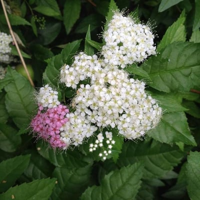 Spiraea japonica — flower