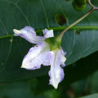 Solanum aviculare — flower
