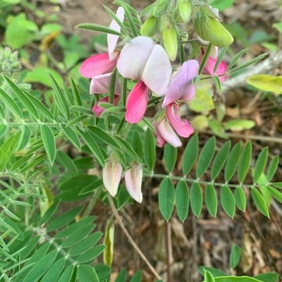 Tephrosia virginiana — flower