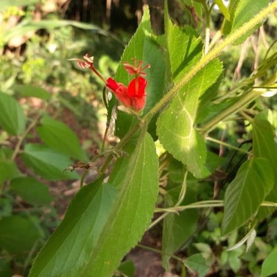 Helicteres guazumifolia — flower