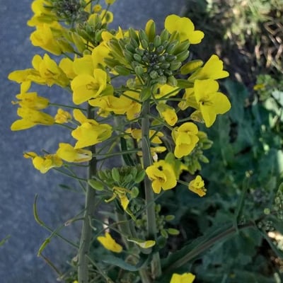 Brassica napus — flower
