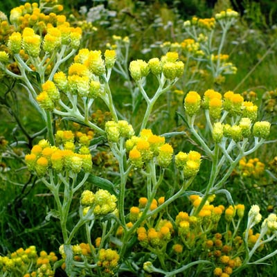 Helichrysum arenarium — flower