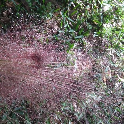 Aira elegantissima — flower