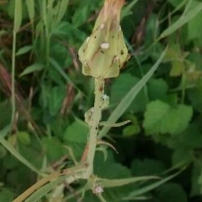 Podospermum laciniatum — flower
