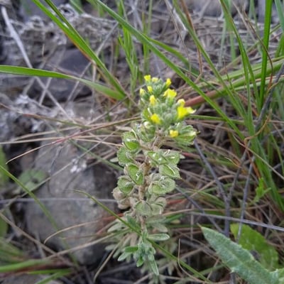 Alyssum simplex — leaf