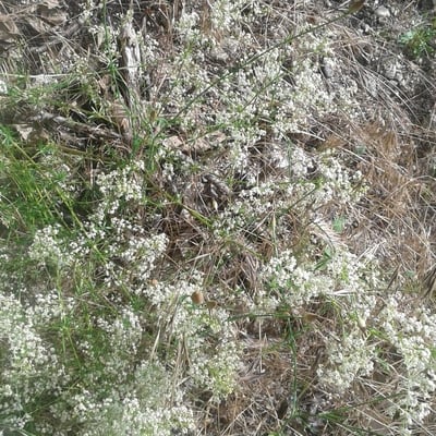 Asperula tinctoria — flower
