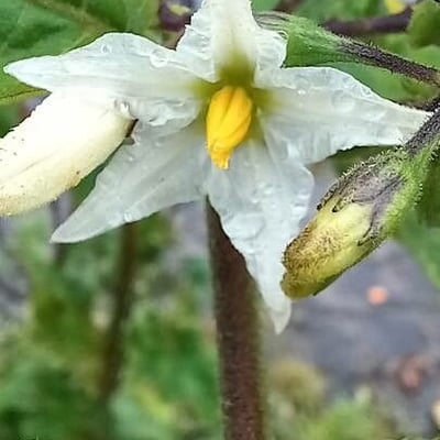 Solanum torvum — flower