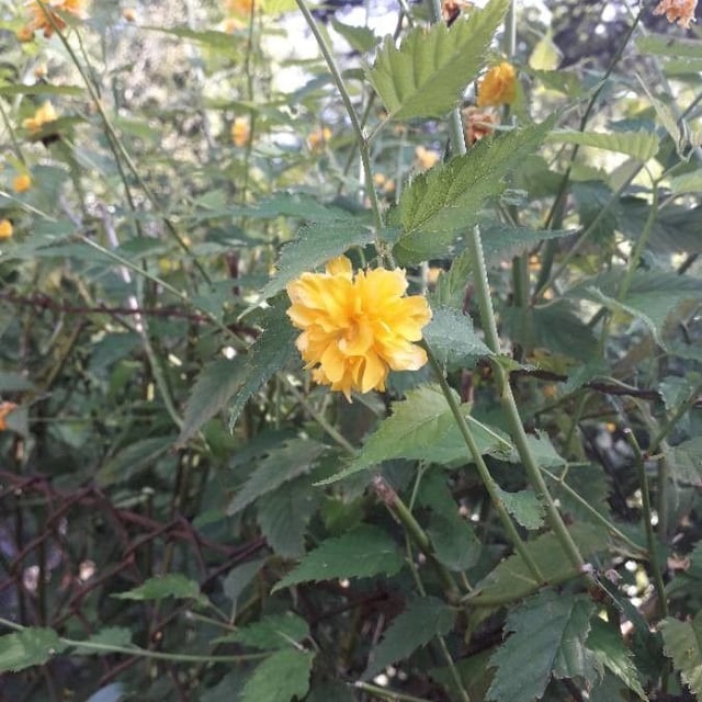 Kerria japonica — flower