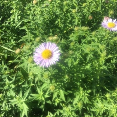Erigeron speciosus — flower