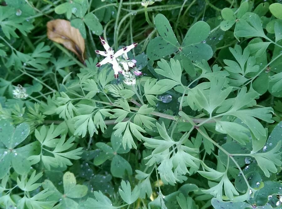 Tall ramping-fumitory