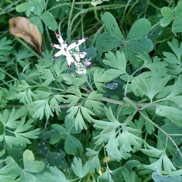 Fumaria bastardii — flower